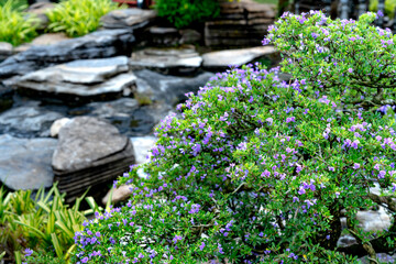 A slate garden with wild purple flowers
