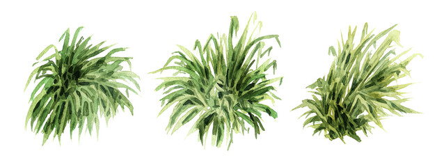 Garden grass set. Landscape design element. Hand drawn watercolor illustration isolated on white background © dariaustiugova
