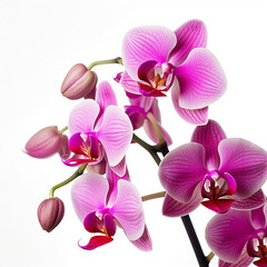 Obraz premium Beautiful natural pink orchid flowers on a white background