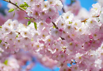 Blooming sakura with pink flowers in spring