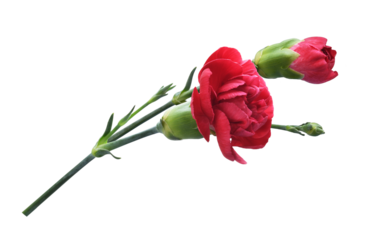 Red carnation flowers with green buds isolated on white or transparent background