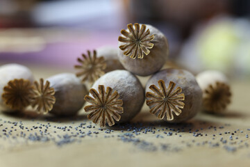 a close up photo of bunch of poppies 
