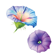 Morning Glory flower watercolor paint collection