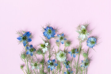 Bouquet of nigella flowers on pink background. Minimalistic floral composition, top view and flat lay