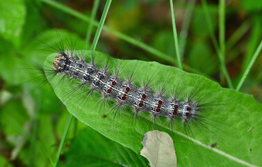 silkworm crawling on the green leaf on the tree isolated close up  