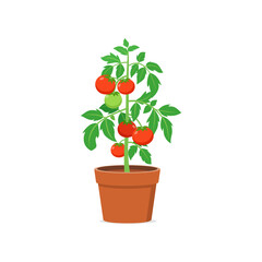 tomato plant pot with good quality and good design