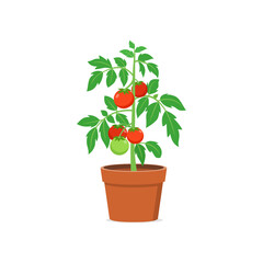 tomato plant pot with good quality and good design