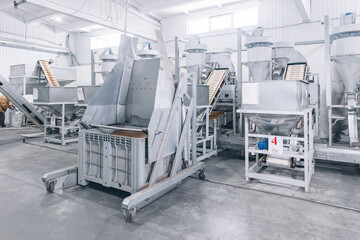 Industrial Automated production for pine nut shelling. Concept modern food industry