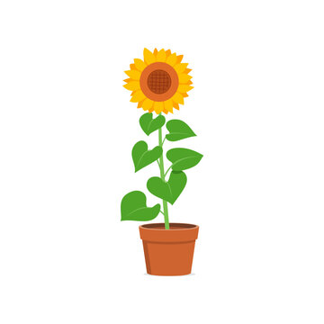 sun flower in the pot with good quality and good design