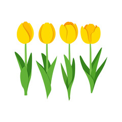 flower tulip with good quality and good design