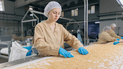 Worker woman for visual control quality raw pine nuts without shell on automatic conveyor belt for transporting. Concept food industry, factory production line
