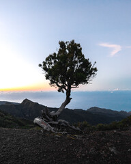 Lonely tree on mountain during sunset