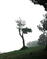 Foggy tree landscape of Fanal forest in Madeira