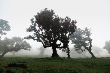 Foggy tree landscape of Fanal forest in Madeira