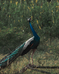Peacock in the wild - Yala National Park in Sri Lanka