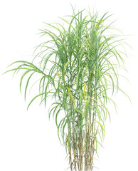 Side view of wild grass