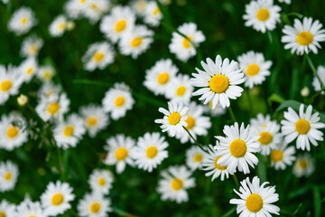 Fototapeta premium daisies in the garden