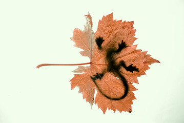 autumn leaves and pencil