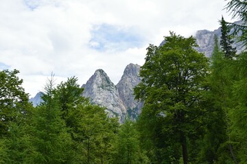 Rocky peaks in Julian alps, Gorenjska, Slovenia and beech and larch trees