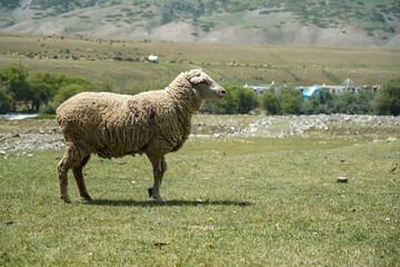 sheep rams animals in the mountains. Green Valley in Kyrgyzstan. High quality photo