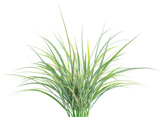 Side view of wild grass