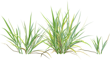 Side view of wild grass