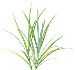 Side view of wild grass