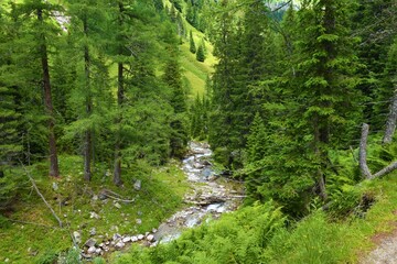 Obraz premium Muritzenbach in Ankogelgruppe High Tauern, Austria with larch and spruce conifer trees