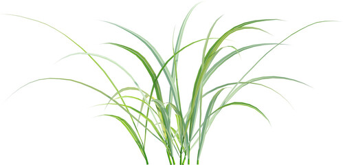 Side view of wild grass