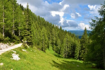 Fototapeta na wymiar Path to Lipanca and a larch and spruce forest above Pokljuka, Gorenjska, Slovenia