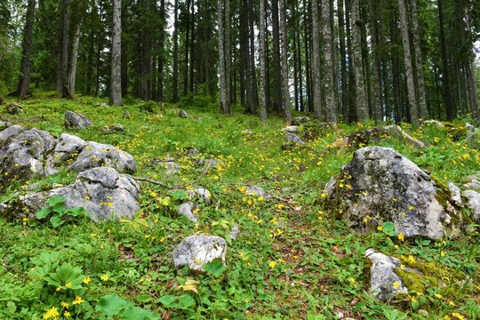 Conifer forest at Pokljuka, Slovenia with yellow hawkweed (Hieracium murorum) flowers growing at a clearing