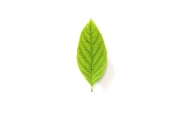 green leaf on white background