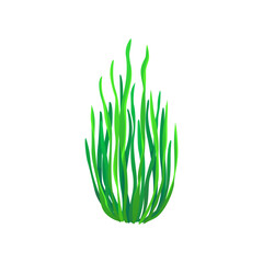 Cartoon underwater Gutweed seaweed plant. Aquarium and sea algae. Undersea plant, tropical sea underwater seaweed or coral reef water flora, ocean or aquarium isolated vector aquatic laminaria algae