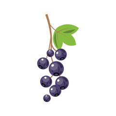 Black currant vector illustration, currant flat icon