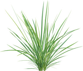 Side view of wild grass