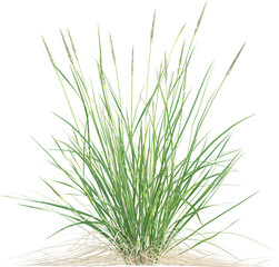 Side view of wild grass