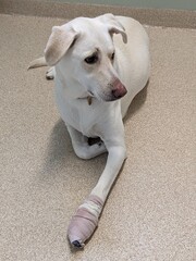 Wounded foot wrapped white dog lab injured animal pet health hurt ouch feet heal recover