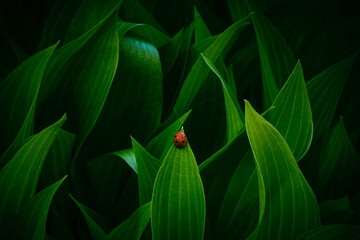 ladybug in leaves © alexbrr