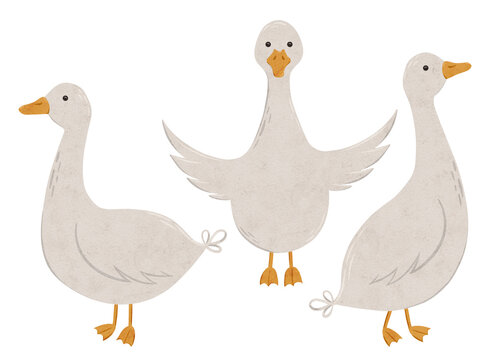 Set of cute gooses. Digital hand drawn illustration with little farm animal bird for textile design, education, baby shower, children prints. Drawing of character in cartoon style on isolated