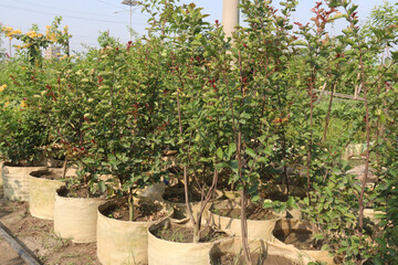 Siberian elm tree plant on farm