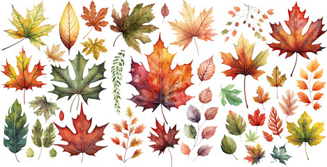 Set Watercolor maple leaves brown, Red and orange color illustration , elegant watercolor , isolated transparent background, PNG.