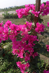 Bougainvillea spectabilis flower plant on nursery