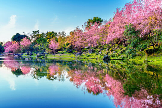 spring in the park
