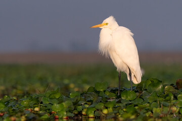 Egret during Early Morning