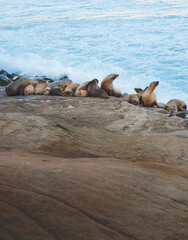 California Sea Lions Zalophus californianus in La Jolla, San Diego, California
