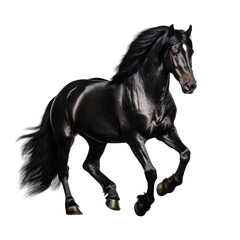 Fototapeta na wymiar black horse isolated on white