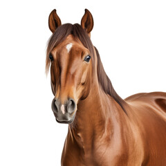 brown horse isolated on white