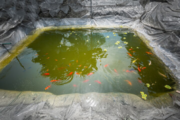 Methods and environment for cultivating aquarium fish in ponds.