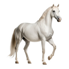 Naklejka na ściany i meble white horse isolated on white