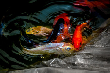 Various types of colorful aquarium fish are being cultivated in the pond.